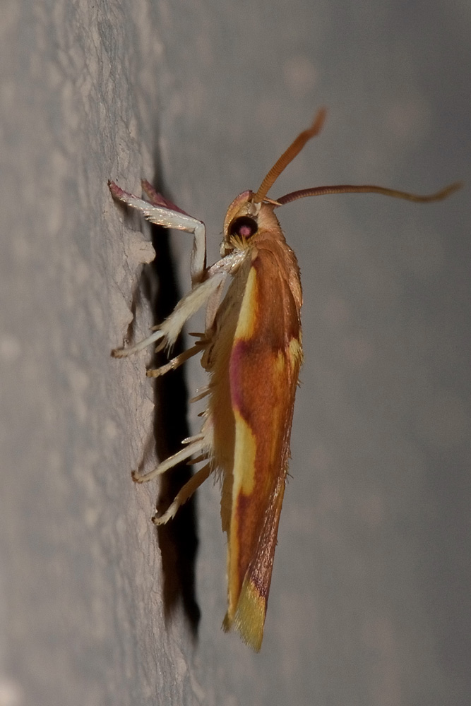 Tortricidae? No, Peleopodidae: Carcina quercana